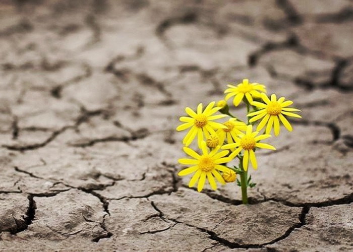 the-science-of-bouncebackability